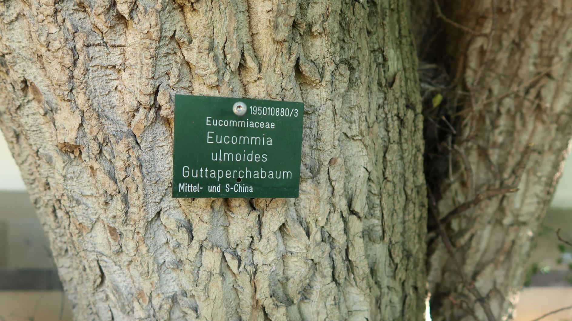 Eucommia Ulmoides Guttaperchabaum Hardy Rubber Tree Botanic Garden