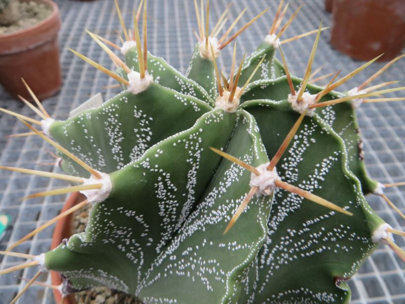 Astrophytum ornatum - bishop's cap, monk#s hood cactus