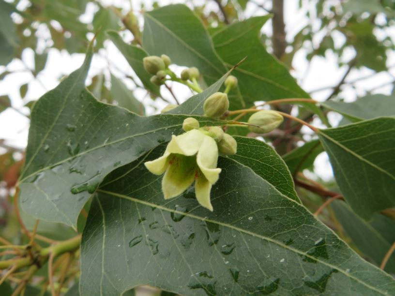Brachychiton populneus - Kurrajong-Flaschenbaum