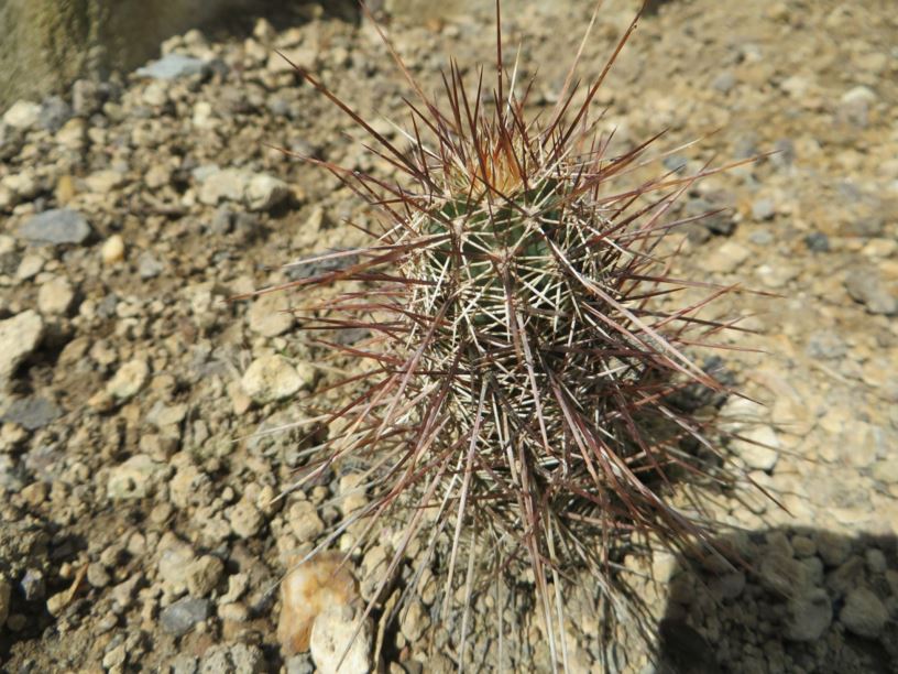 Echinocereus engelmannii - Engelmann’s hedgehog cactus, strawberry hedgehog cactus