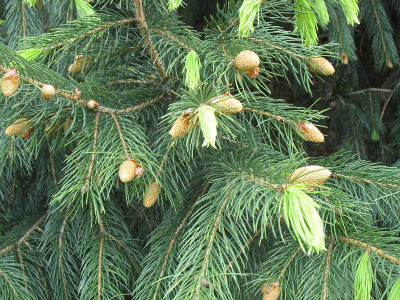 Picea smithiana - Himalaya-Fichte
