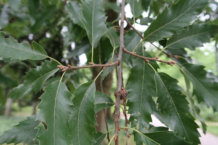 Quercus libani - Libanon Eiche
