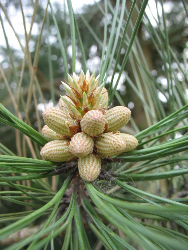 Pinus ponderosa var. ponderosa - Gold-Kiefer, Westliche Gelb-Kiefer, ponderosa pine, western yellow pine