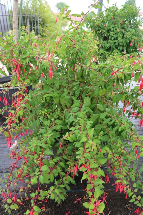 Fuchsia magellanica 'Longipedunculata'