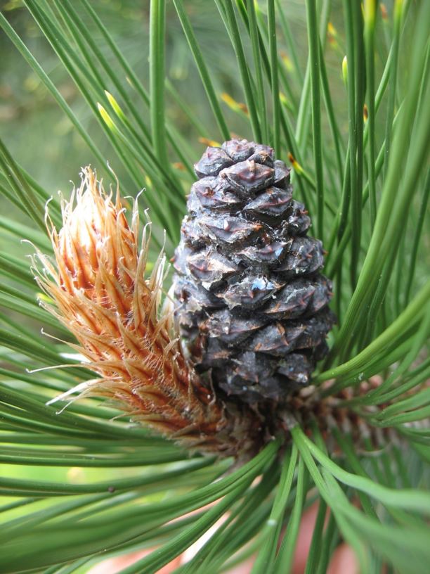 Pinus heldreichii 'Aureospicata' - Panzer-Kiefer, Schlangenhaut-Kiefer