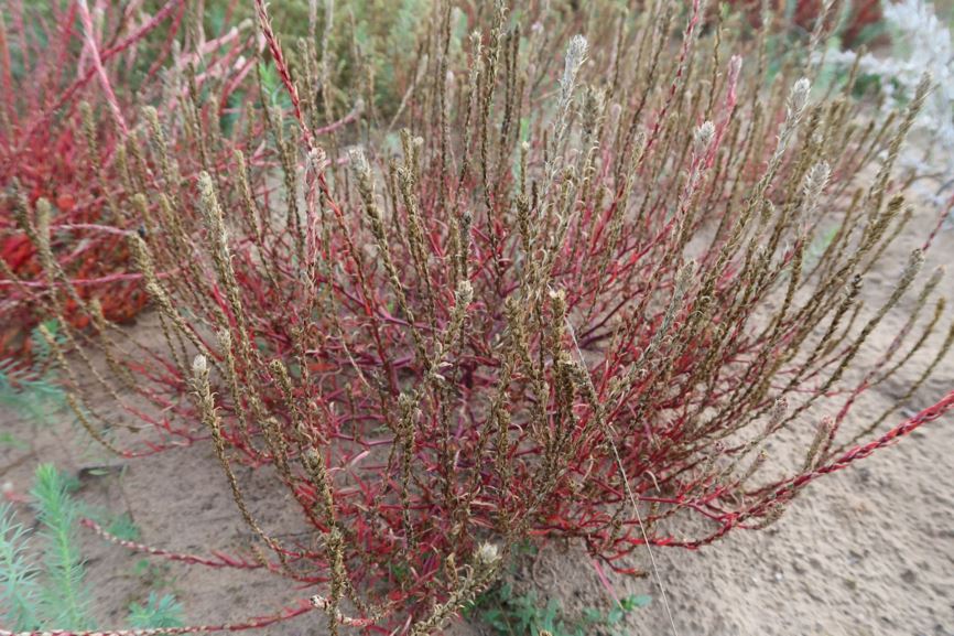 Corispermum pallasii subsp. membranaceum - Schmalflügeliger Wanzensame