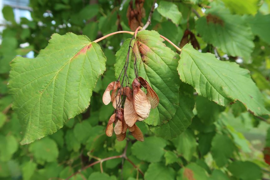 Acer tataricum subsp. tataricum - Tatarischer Steppen-Ahorn