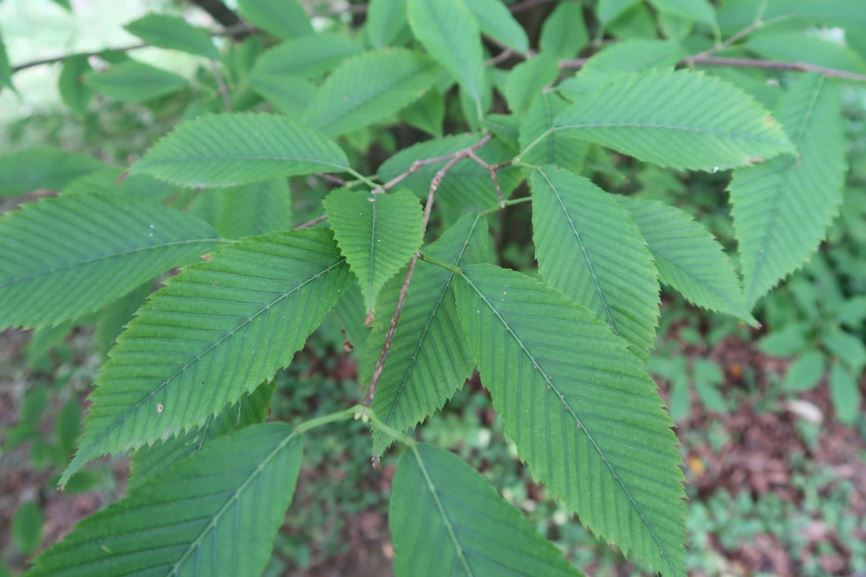 Acer carpinifolium - Hainbuchen-Ahorn, Hornbeam maple