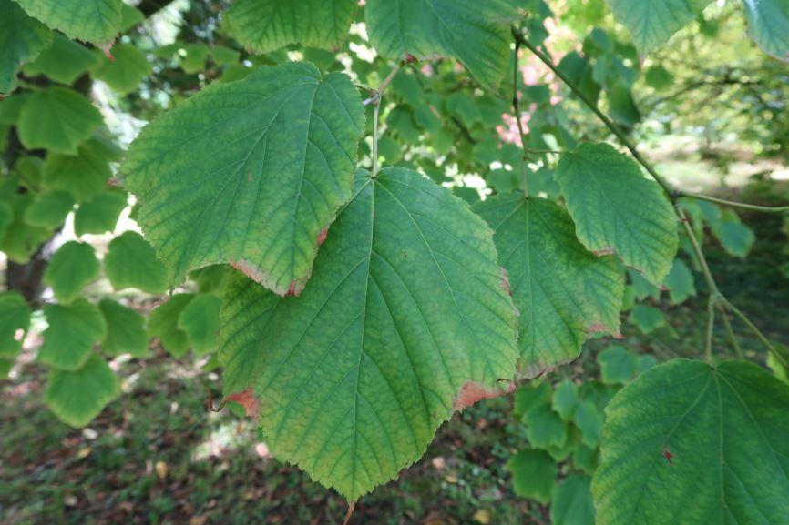 Acer pensylvanicum - Streifen-Ahorn, Moosewood, Striped maple