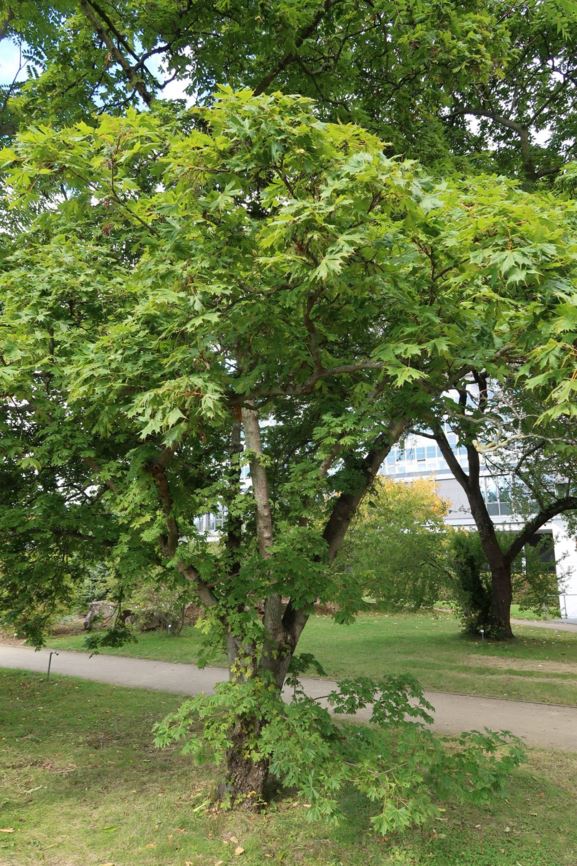 Acer platanoides 'Palmatifidum' - Schlitzblättriger Spitz-Ahorn