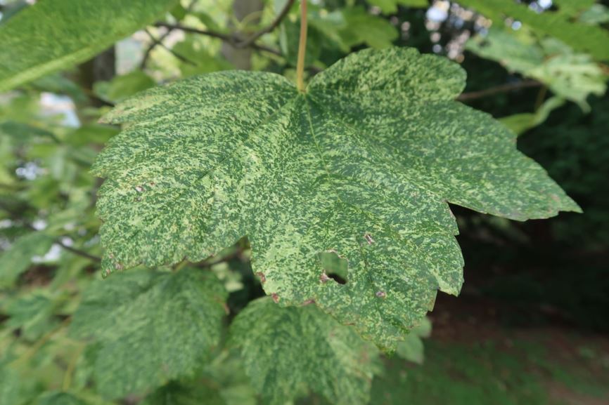 Acer pseudoplatanus 'Leopoldii' - Buntblättriger Berg-Ahorn