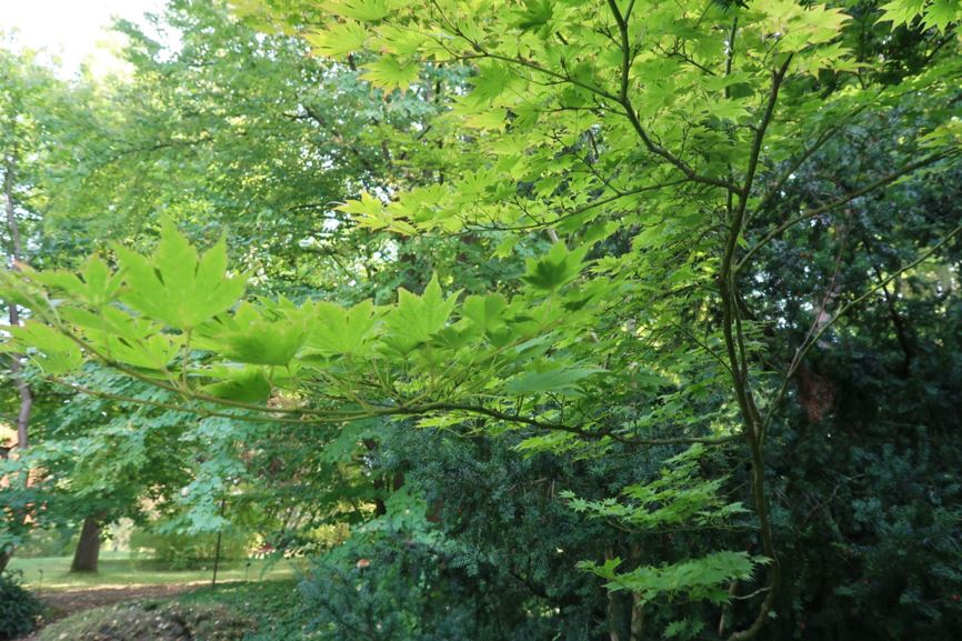 Acer shirasawanum var. tenuifolium - Shirasawa-Ahorn