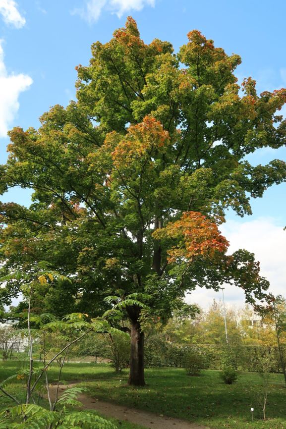 Acer platanoides - Spitz-Ahorn, Norway maple