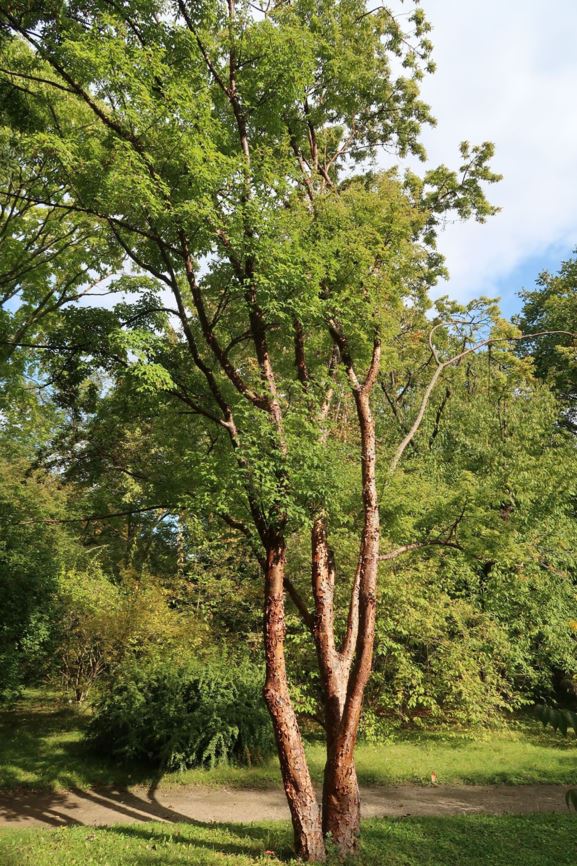 Acer griseum - Zimt-Ahorn, Chinese paperbark maple
