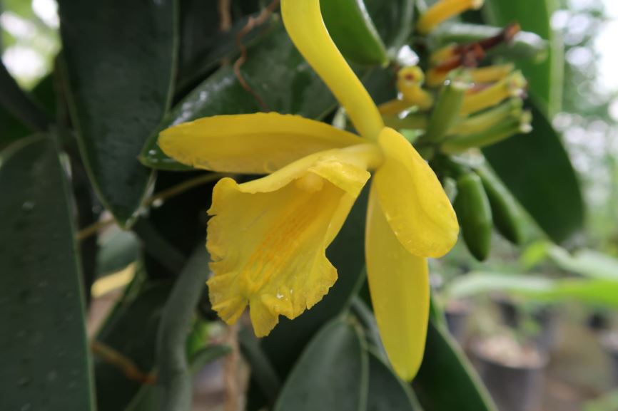 Vanilla palmarum