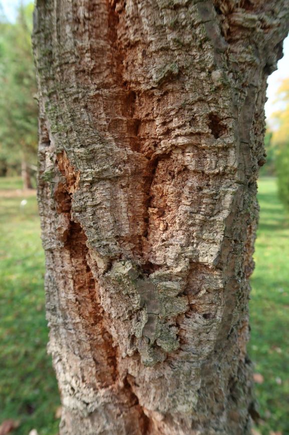 Quercus suber - Kork-Eiche, Cork Oak