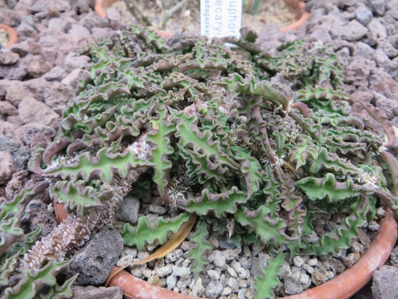 Euphorbia boiteaui var. spirosticha