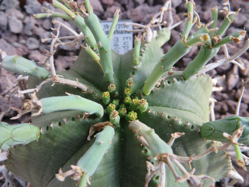 Euphorbia meloformis - Melonen-Wolfsmilch, melon spurge