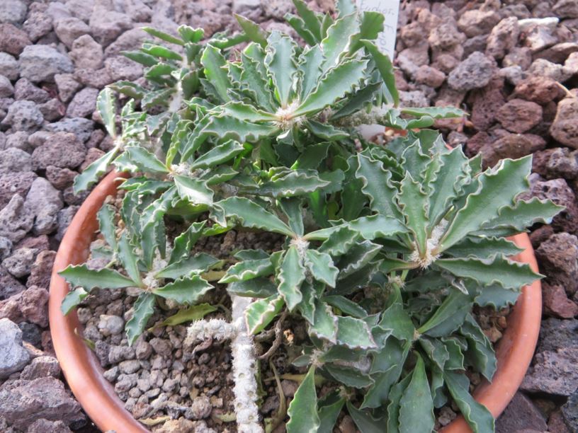 Euphorbia cap-saintemariensis