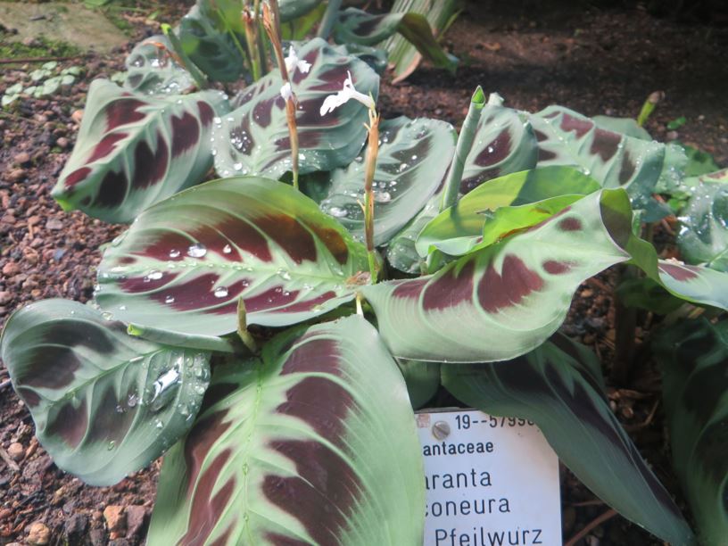Maranta leuconeura - Bunte Pfeilwurz, prayer plant