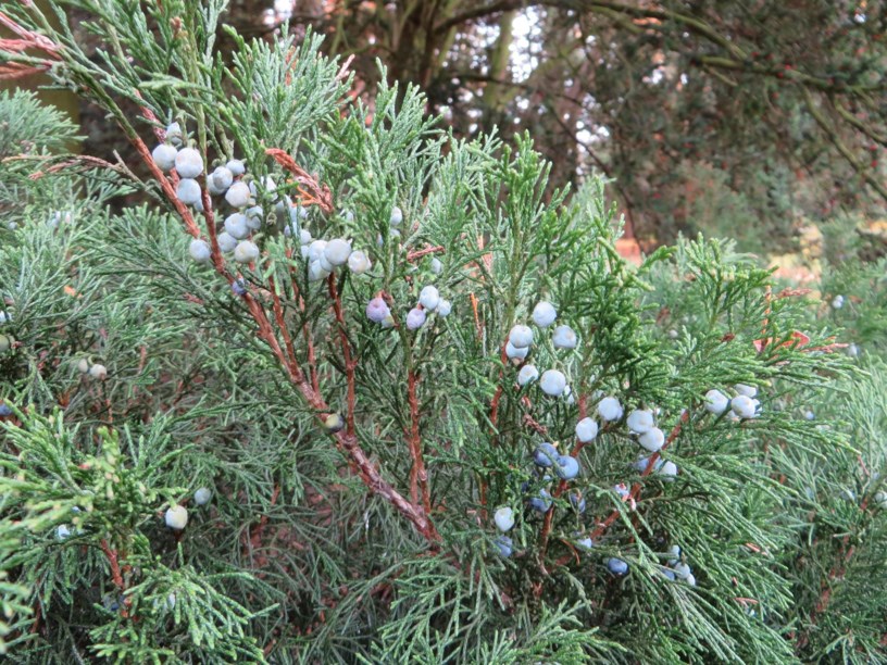 Juniperus sabina - Sadebaum, Stink-Wacholder