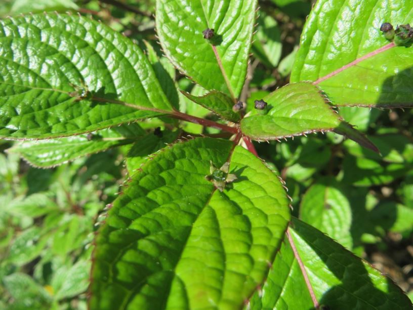 Helwingia japonica - Japanische Helwingie