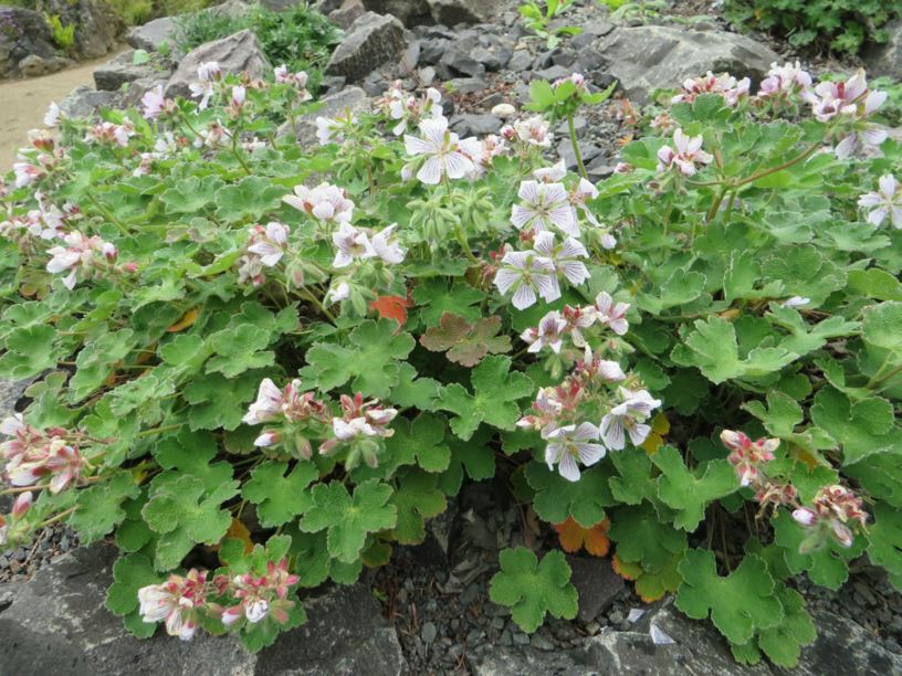 Geranium renardii - Kaukasus-Storchschnabel