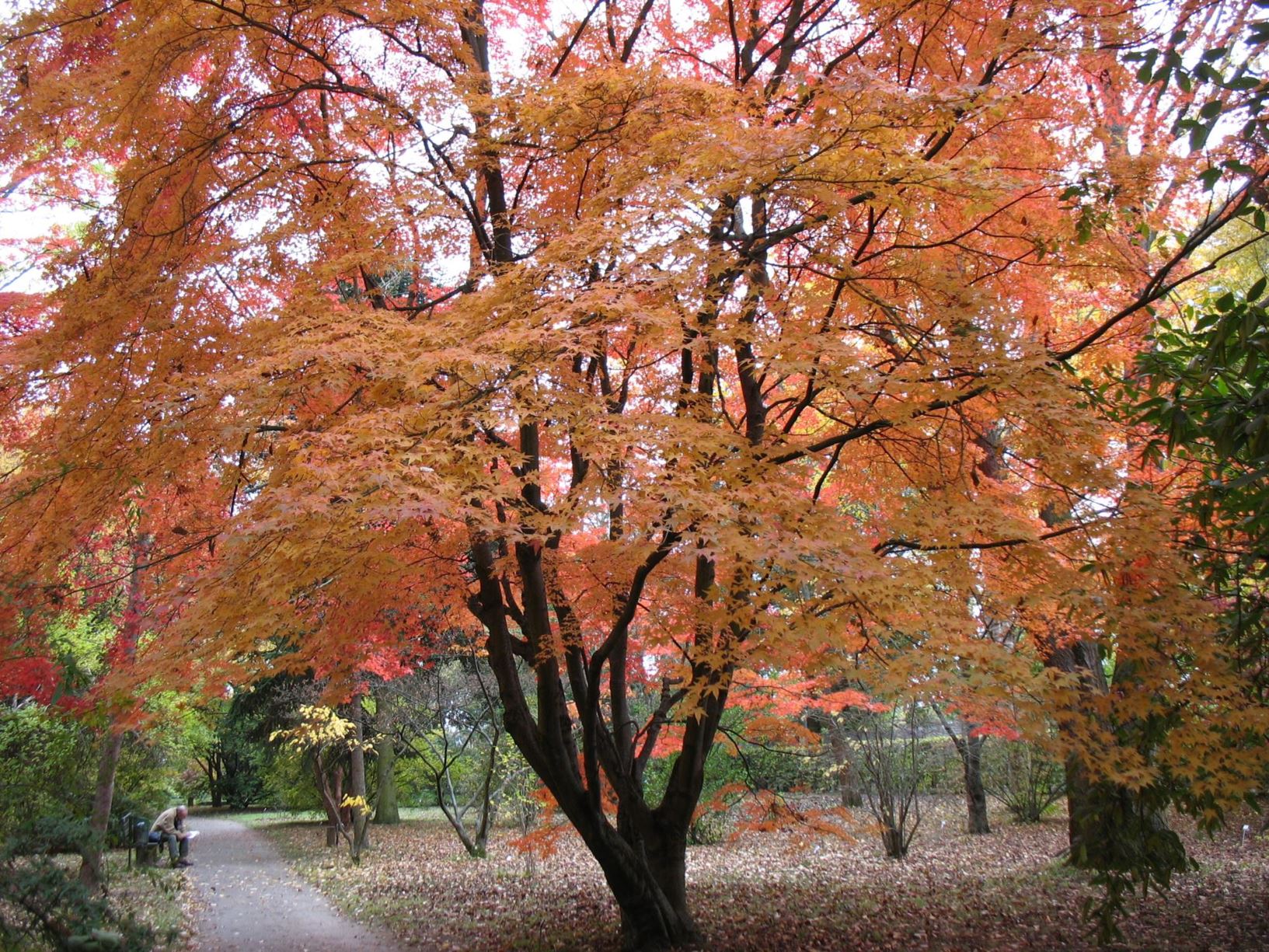 Acer palmatum - Fächer-Ahorn, Japanese maple