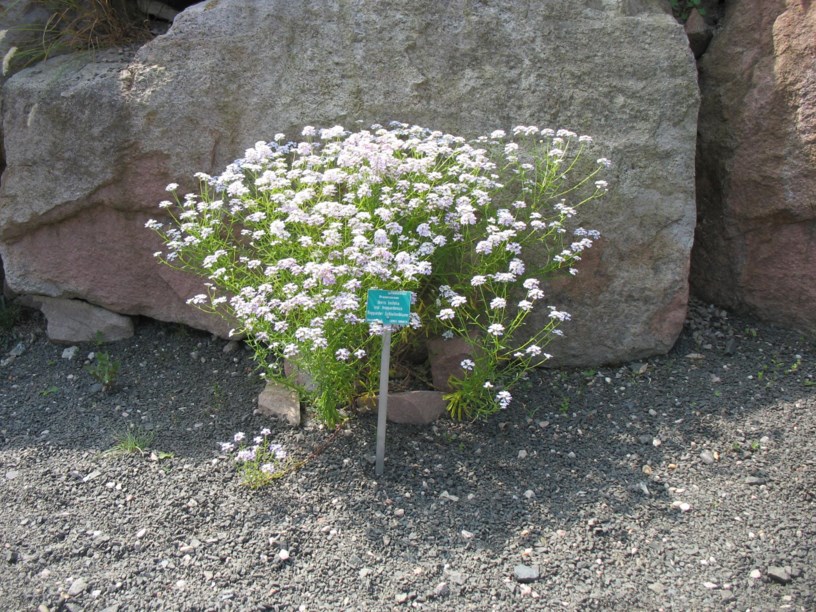 Iberis linifolia subsp. boppardensis - Bopparder Schleifenblume