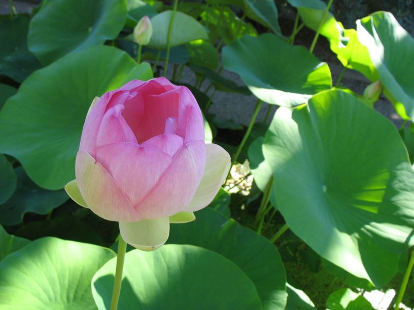Nelumbo nucifera - Indische Lotosblume, sacred lotus