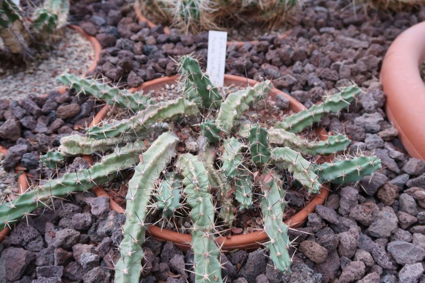 Echinocereus pentalophus - ladyfinder cactus