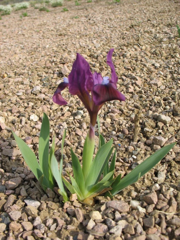 Iris pumila - Zwerg-Schwertlilie