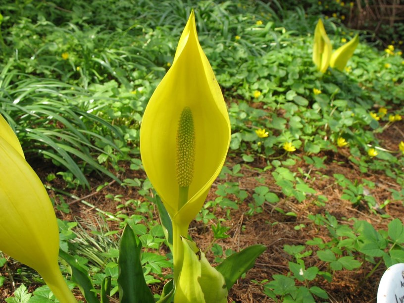 Lysichiton americanus - Gelbe Scheinkalla
