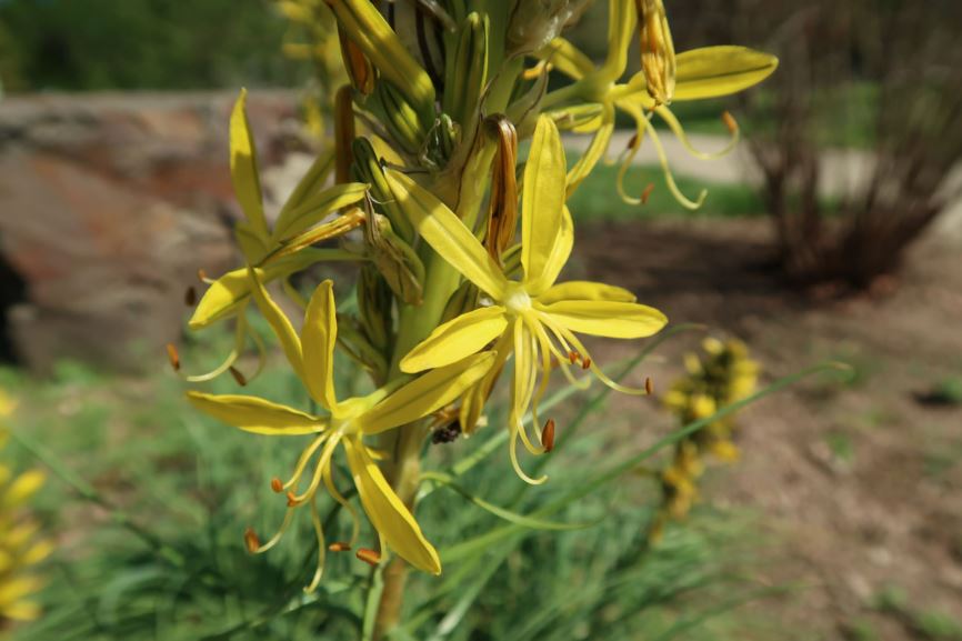 Asphodeline lutea - Gelbe Junkerlilie