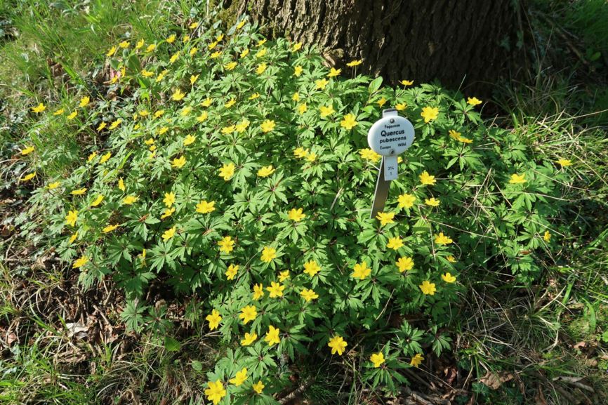 Anemonoides ranunculoides - Gelbes Windröschen, Yellow woodland anemone