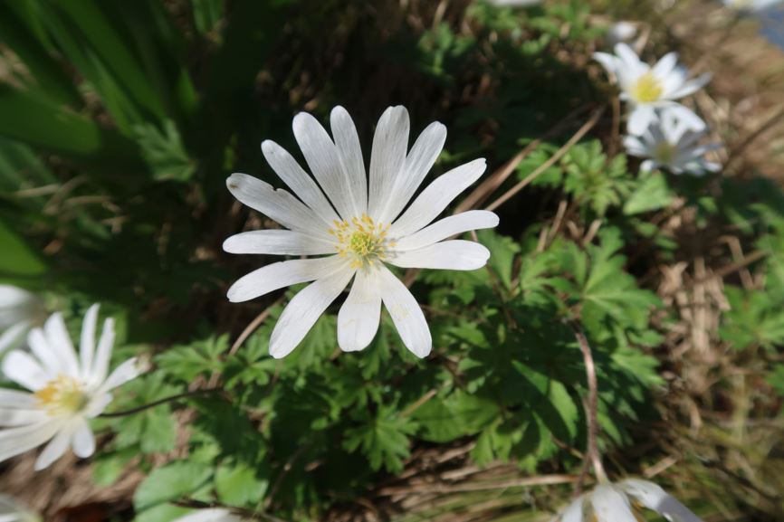 Anemone blanda 'White Splendour' - Balkan-Windröschen