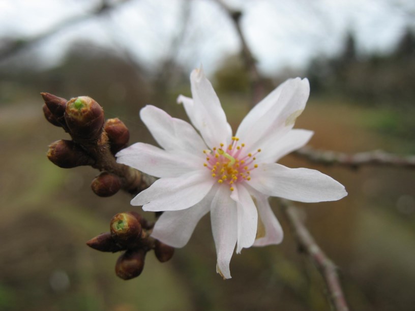 Prunus × subhirtella 'Autumnalis' - Higan-Kirsche, Schnee-Kirsche, winter-flowering cherry