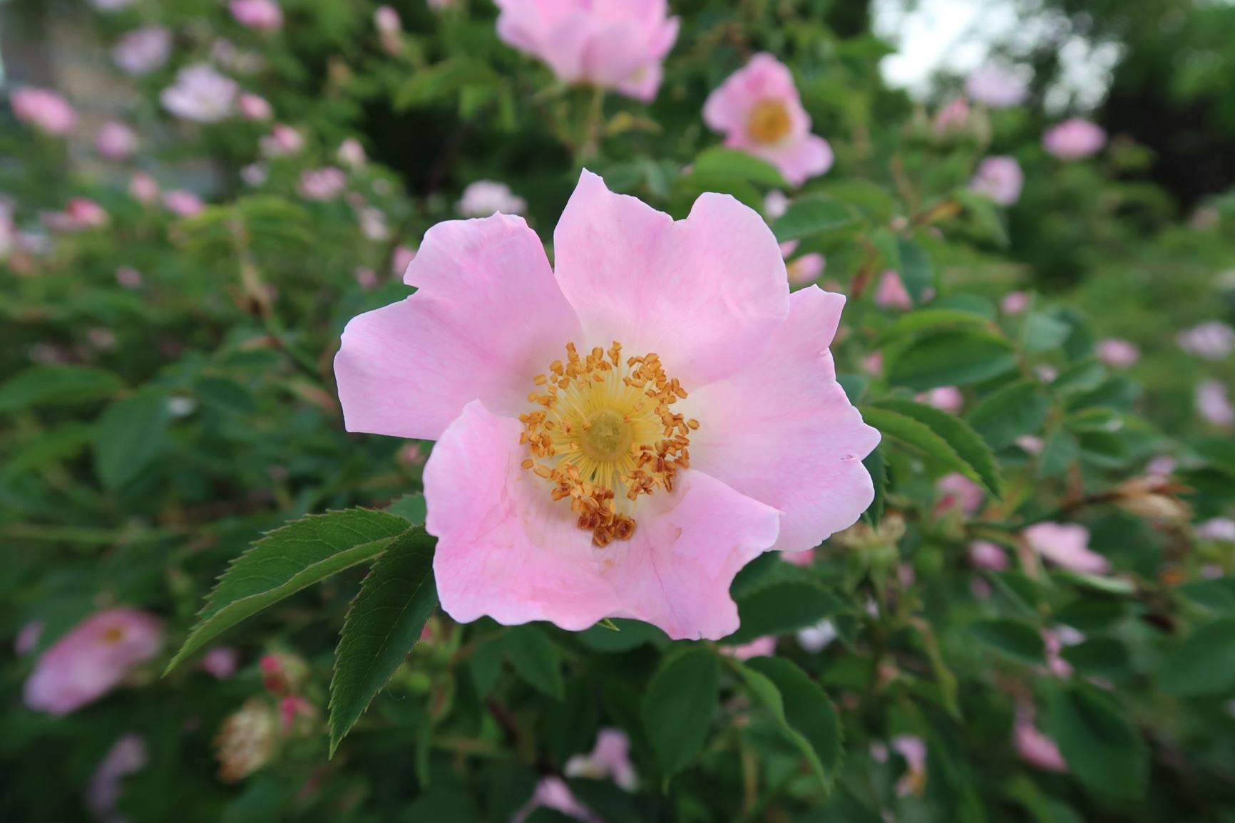 Rosa marginata - Raublättrige Rose