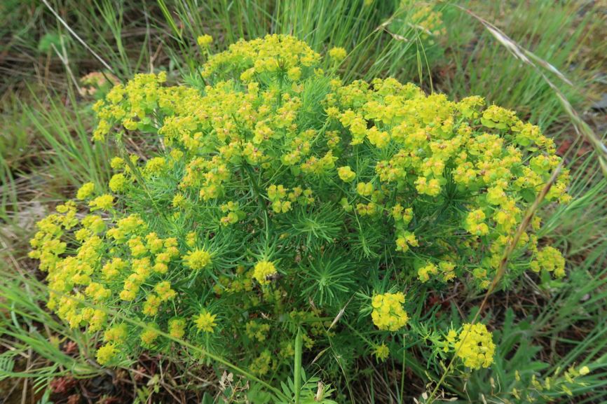 Euphorbia cyparissias - Zypressen-Wolfsmilch, Cypress spurge