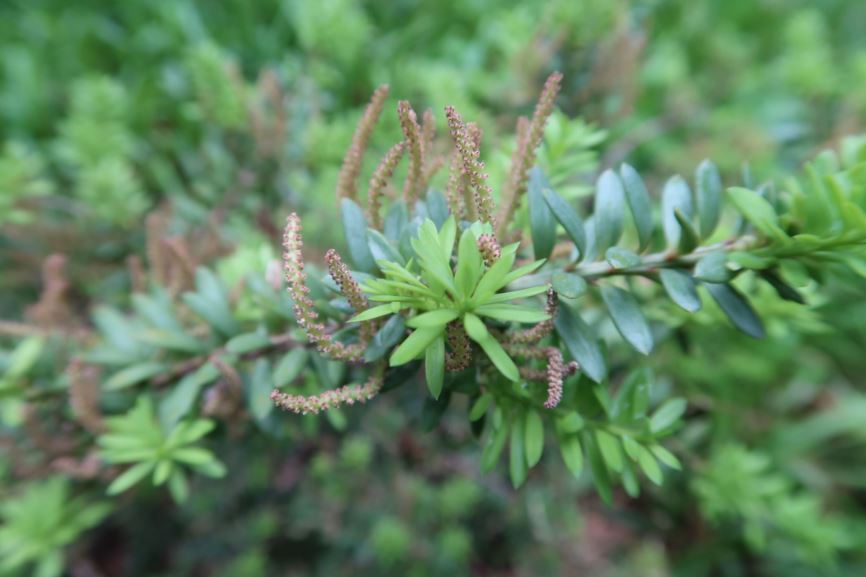 Podocarpus lawrencei - Alpen-Steineibe, Mountain Plume Pine