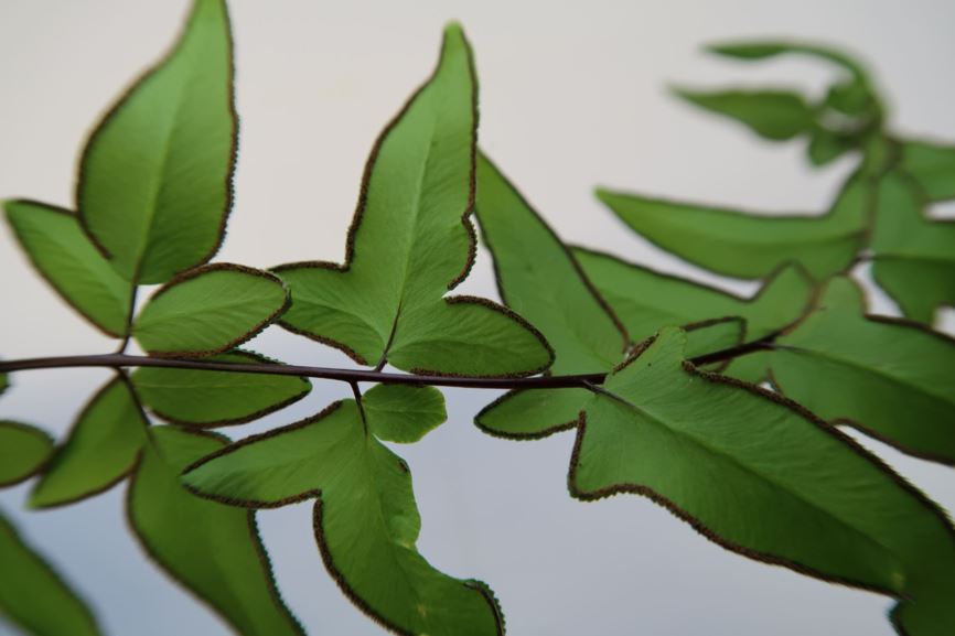 Pellaea viridis - Grüner Klippenfarn