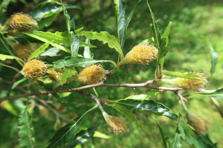 Fagus sylvatica 'Asplenifolia' - Farnblättrige Rot-Buche, Fern-leaved Beech