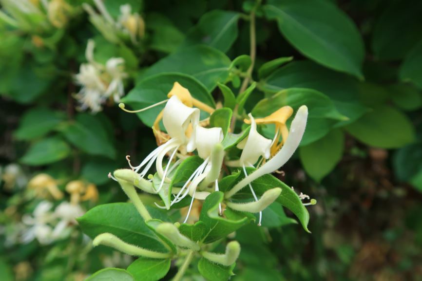 Lonicera japonica - Japanisches Geißblatt, Japanese honeysuckle