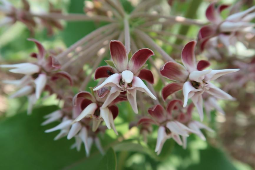 Asclepias speciosa - Stachelige Seidenpflanze, showy miilkweed