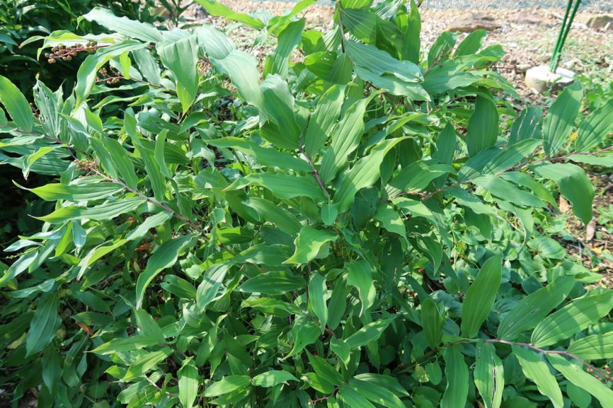 Maianthemum racemosum - Duftsiegel