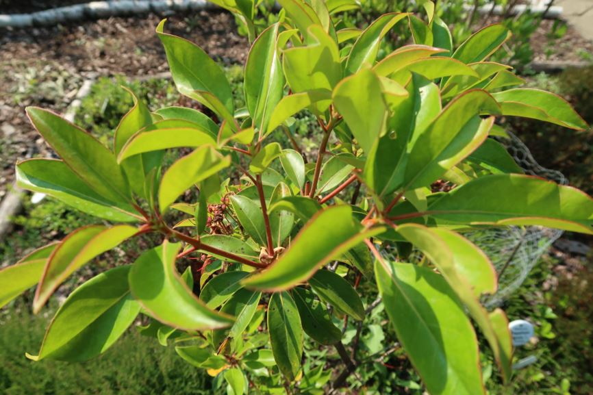 Kalmia latifolia - Berglorbeer, Mountain laurel