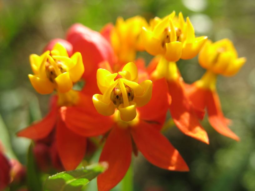 Asclepias curassavica - Indianer-Seidenpflanze, tropical milkweed