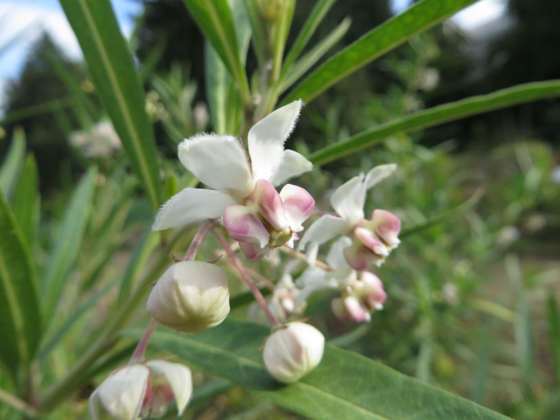 Gomphocarpus fruticosus - Baumwoll-Seidenpflanze, Strauchige Seidenpflanze, Narrow-leaved Cotton Bush