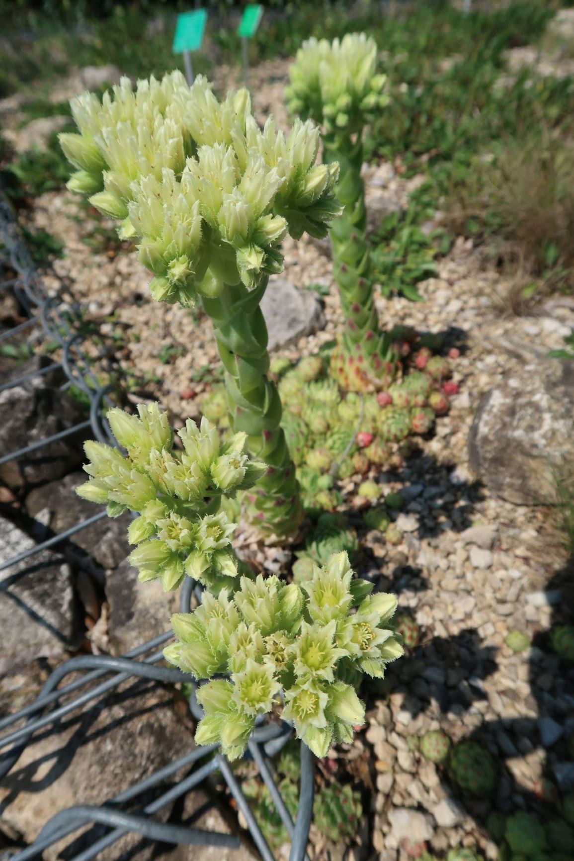 Jovibarba globifera subsp. hirta - Kurzhaar-Fransenhauswurz