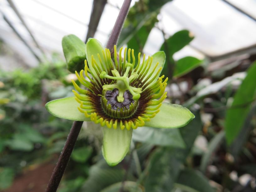 Passiflora coriacea - Fledermaus-Passionsblume